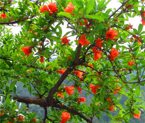 唐老师石榴树夏季修剪视频
