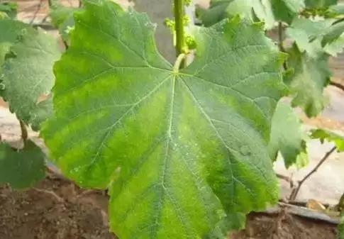 葡萄叶片发黄最全解释 一定要找准原因然后对症下药