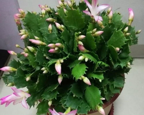 5种花,就得小盆养,花盆越小,长得越旺