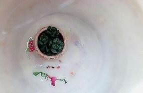 花盆的土里面好多虫怎么解决
