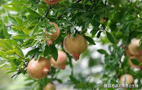 石榴什么时候打叶面肥 能用膨大剂吗 靓果上色增甜用什么肥料