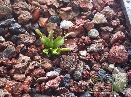 新人大胆尝试,煤球渣种捕 捕蝇草