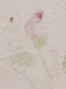 墙纸上忽然出现满强密密麻麻的小虫,这是什么虫