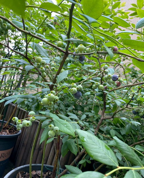 有院子就养5种果树,不用管理养护,顺利开花结果,美观大气