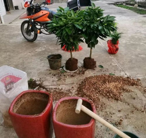 自制营养土,比买的还强,一分钱不花,要多少有多少