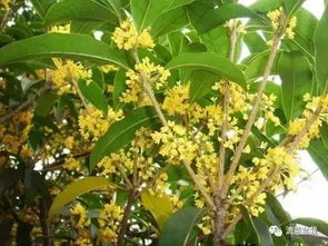 路边折一段桂花,就可以养成一棵桂花树