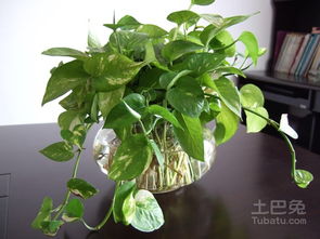 绿萝花盆里有小飞虫怎么办 绿萝用什么花盆载好