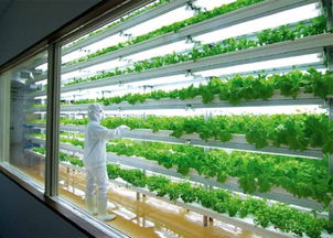一识 植物工厂是个什么鬼 我国全球第二,咱们走进9家看看