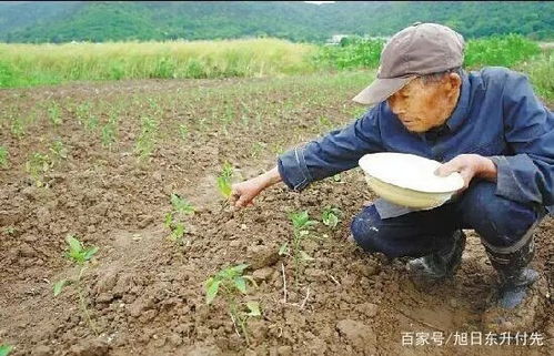 辣椒幼苗期怎么施肥