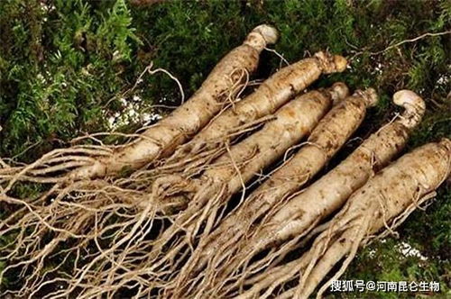 人参生根用什么肥料 壮根肥哪个好 一次冲施多少肥料合适