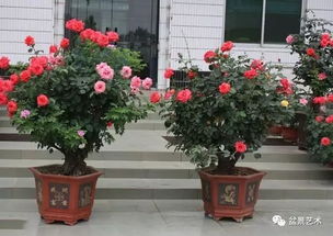 盆栽月季花的养殖方法