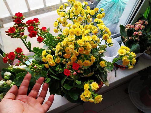 自制长寿花营养土,如何自制长寿花花肥