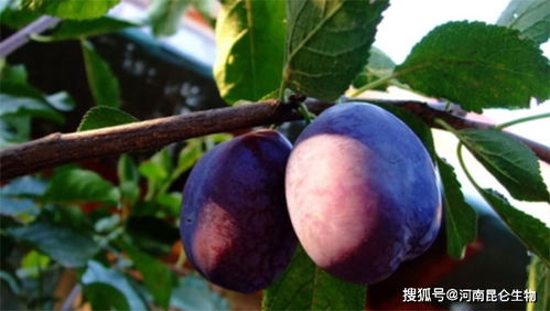 李子膨果期是什么时候 李子坐果膨果肥怎么施 李子怎么施肥果实又大味又美