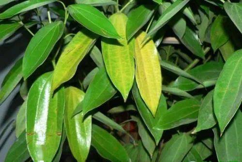 叶子黄缺什么肥料 10种原因对症下药