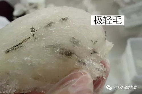 干挑 湿挑 刷胶 漂白 粘碎燕窝如何鉴别