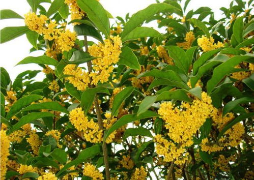 一夜之间,桂林城的桂花都开了
