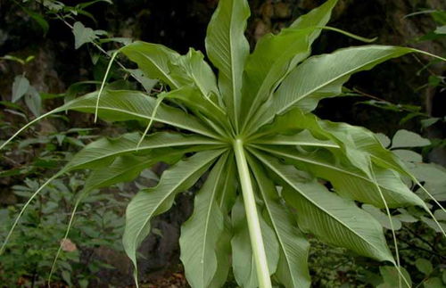 天南星种植技术要点,农民掌握以下要点,收获高产优质的天南星
