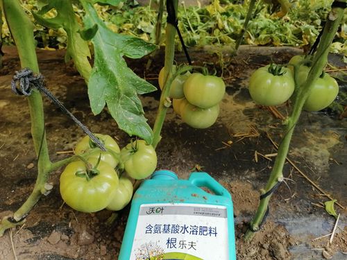 西红柿施肥用什么肥料好,用效果说话