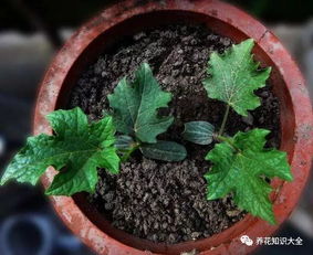 花市 陷阱 多,这5种花再漂亮,买回家也养不活