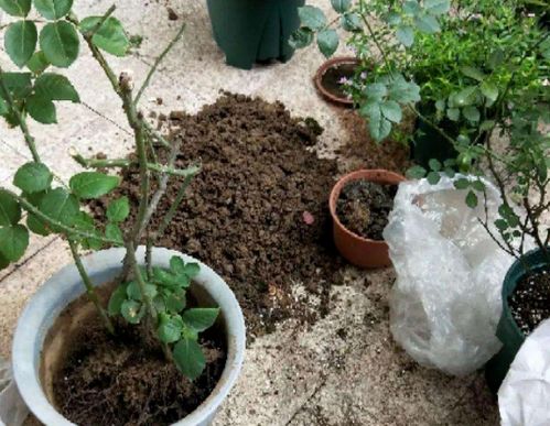 春暖花开,给家里的花草换盆土,该做好哪些事情