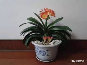 君子兰怎样播种种子—君子兰怎么播种