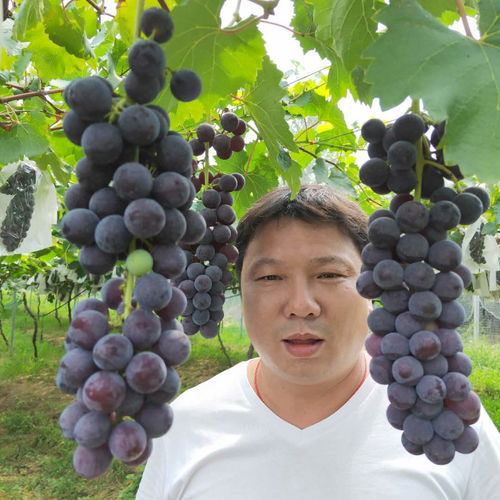 【优质巨玫瑰葡萄树苗鑫奥出售、醉金香葡萄树苗选购须知】- 黄页88网