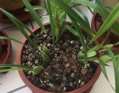 养花土缺少腐殖质怎么办 弄清3点,轻松解决植物烂根黄叶根源