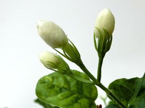 茉莉花生虫怎么治