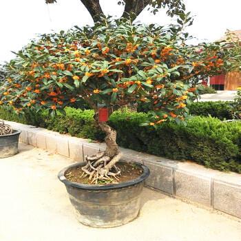 桂花树盆栽怎么养才长得好_桂花树盆栽怎样造型