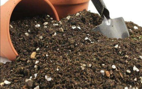 家庭养花,常犯的 3个错误方法 ,及时改掉,才能养好花