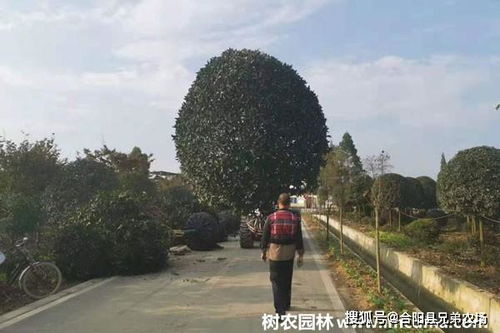 桂花树怎么施肥长得快 多阶段施肥你了解多少