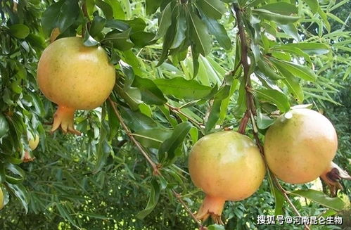 石榴增甜靓果用什么肥料好 石榴什么时间施肥合适 石榴还需要用哪些肥料