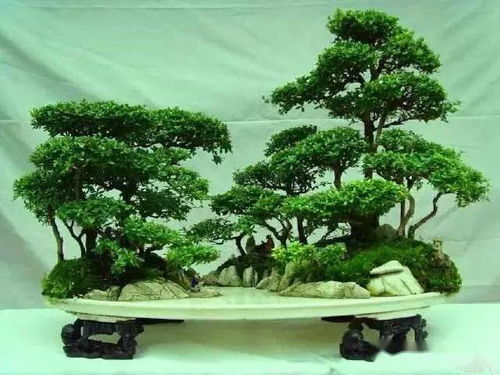 图文 要想大树盆景盆栽移植成活率高,这些原理必须懂