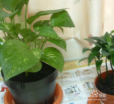 花盆里有大白肥虫怎么办、花盆里有大白肥虫怎