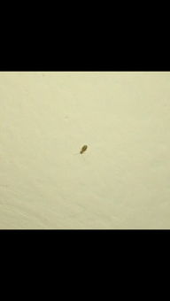 家里墙上和橱子上会有这种白色的小白虫,有的还会跑到床上,到底是什么虫子啊 跪求