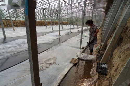 史上最全的土壤消毒方案,8大要领,用错一年白干