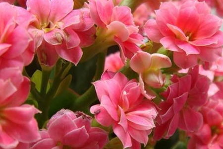 五月养长寿花,半月给它喝一勺这种万能水,花苞长得一茬接一茬