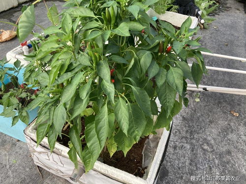 阳台种菜你还在用泡沫箱 快学学新的技能