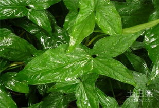天南星科植物生长条件