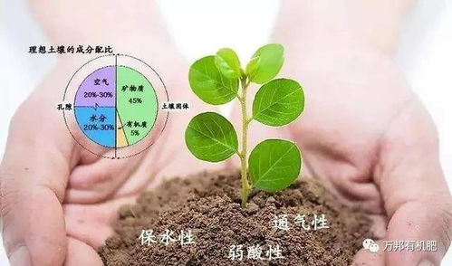 有机肥对提高土壤肥力有多重要,你知道吗
