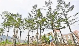 夏季三伏天移植大树的6大养护措施