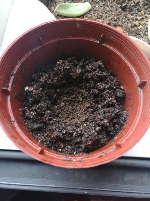 这是我买的多肉植物营养土,发现这土有个好奇怪的现象就是浇水时浇到盆地透水了,但扒开里面的土还是干的