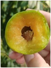 李子苗的种植与李子苗种植管理方法