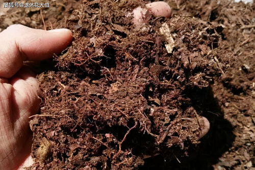 捡来松针土 腐叶土,别急着用作养花,先这么处理才好