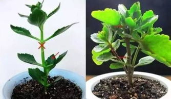 长寿花招虫了怎么办