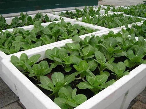 泡沫箱不打孔种菜的方法_阳台种菜十大危害
