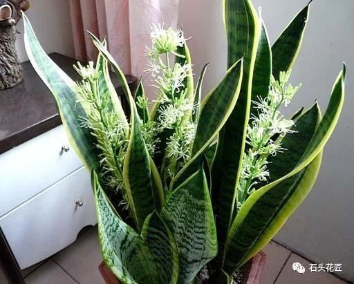 这4种花要 穷养 ,种在 沙土 中最好,花友 谁都能养活