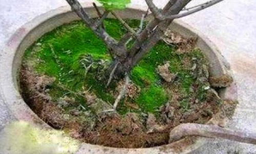 花盆里倒一碗,不管土壤板结多么严重,立马变得疏松透气