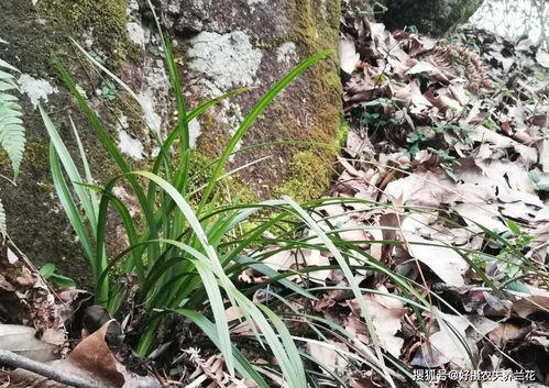 松针腐殖土养兰花,做好两件事,来年春天有好植料