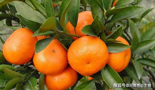 柑橘增产增收怎么施肥 柑橘保花保果肥怎么施 柑橘施什么肥产量高